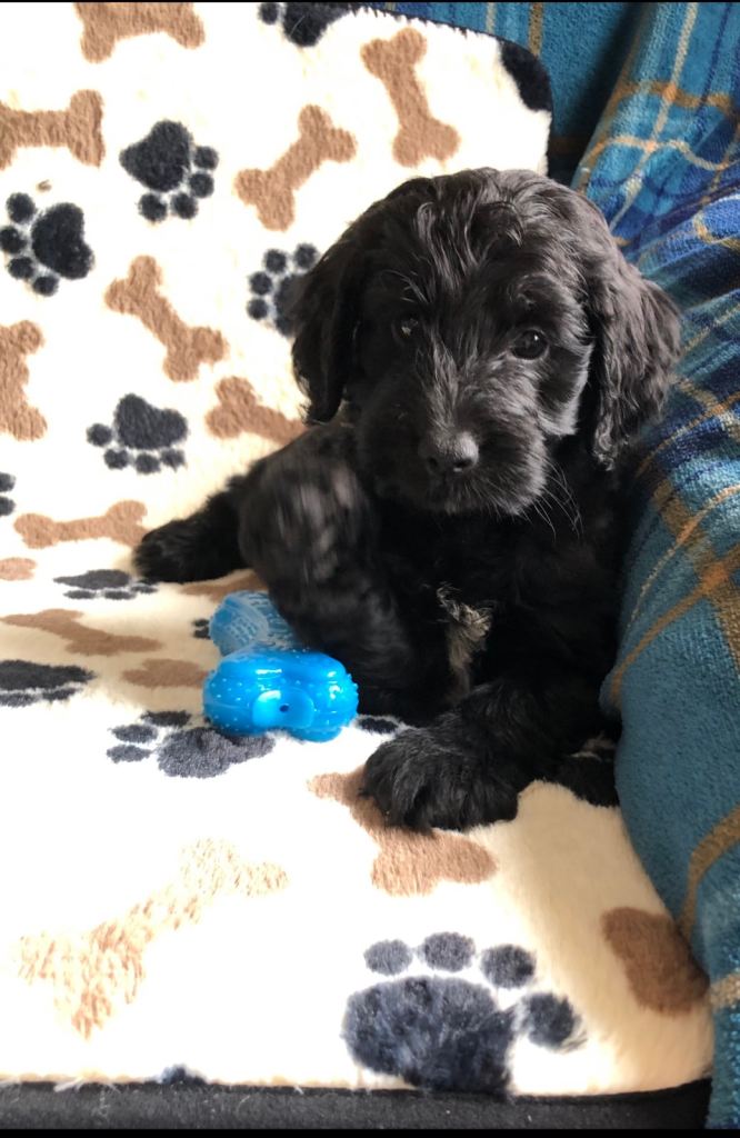 Beautiful cockapoo puppies from Health tested parents 