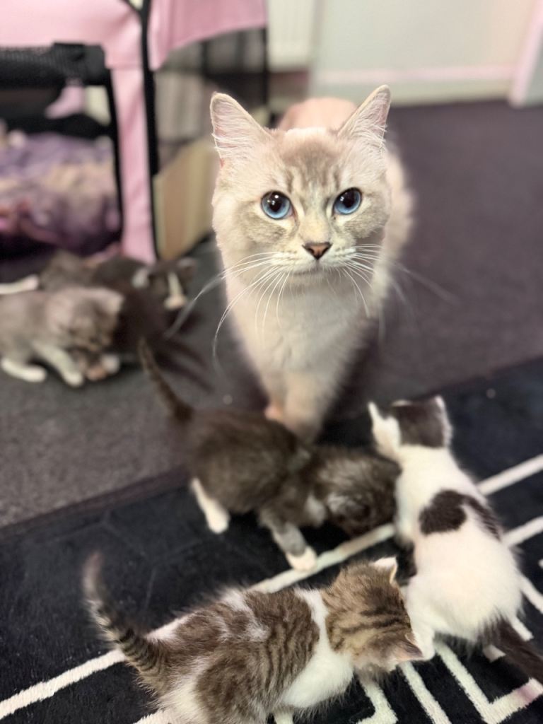 Beautiful Ragdoll-Mix Kittens – Playful & Loving – Ready July 16th
