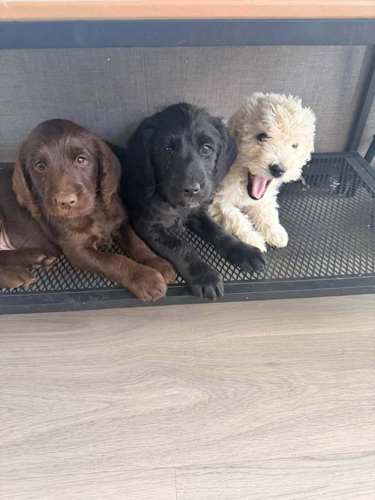 Ready Now - Miniature F1B Labradoodle Puppies
