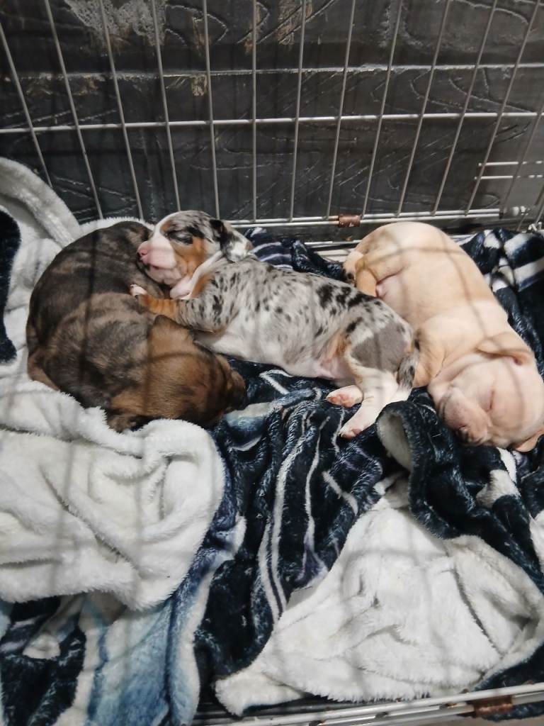 Cheweenie. Dashund/chiuhuahua