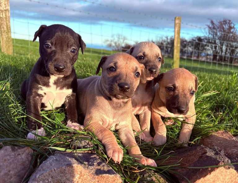Whippet pups 