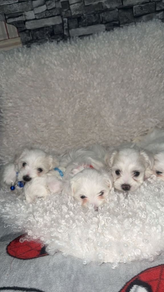 Puree Maltese puppy 