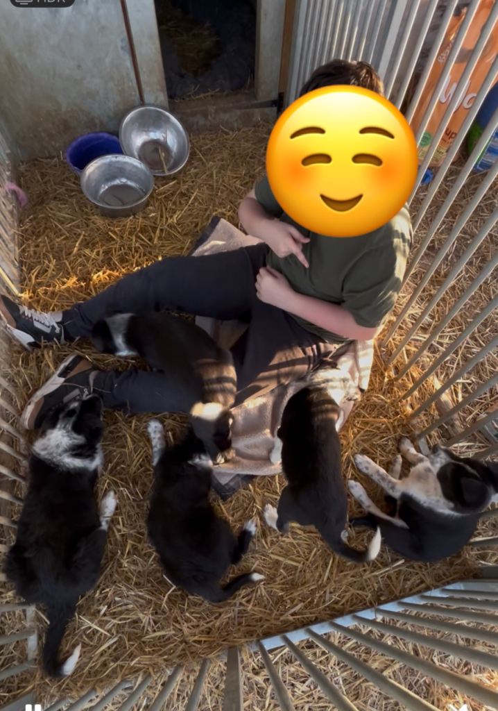 Only 4 female border collie puppies left!