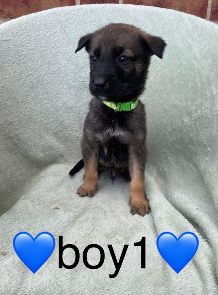 Stunning German x belgian shepherd 4 boys left