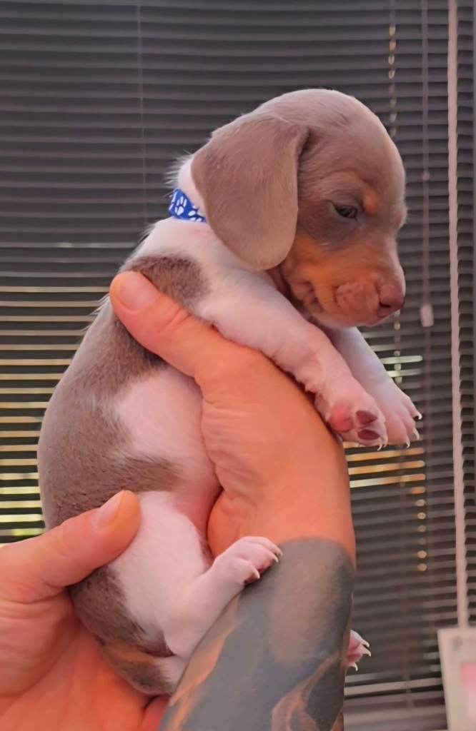 💥READY TODAY 💥Very tiny miniature dachshunds babies💥
