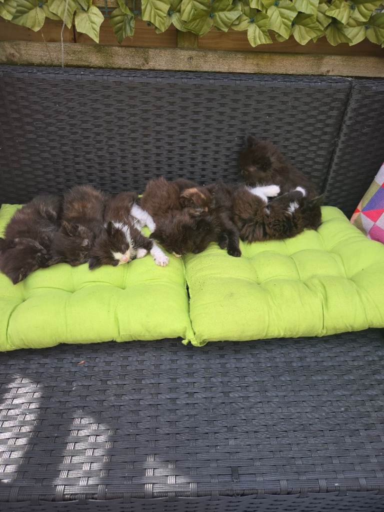Gorgeous Maincoon cross kittens for sale 