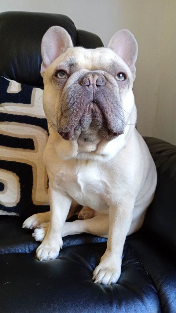 2yr old french bull for stud