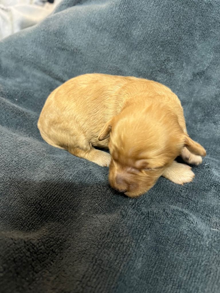 Stunning miniature F1B cockapoos!