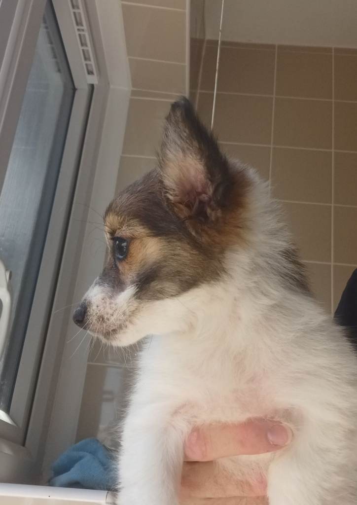 Puppies for sale 