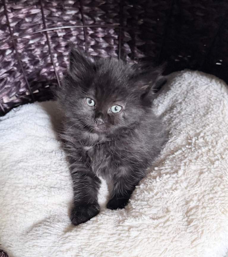 Beautiful kittens for sale