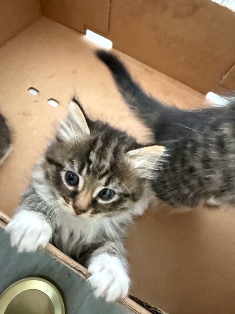 Fluffy kittens