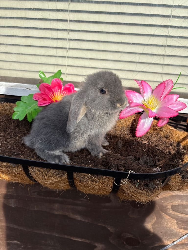 Pure mini lop baby bunnies 