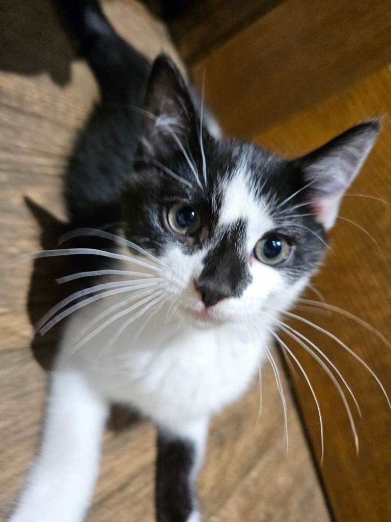 Enigmatic Taylor 5 month old male kitten 