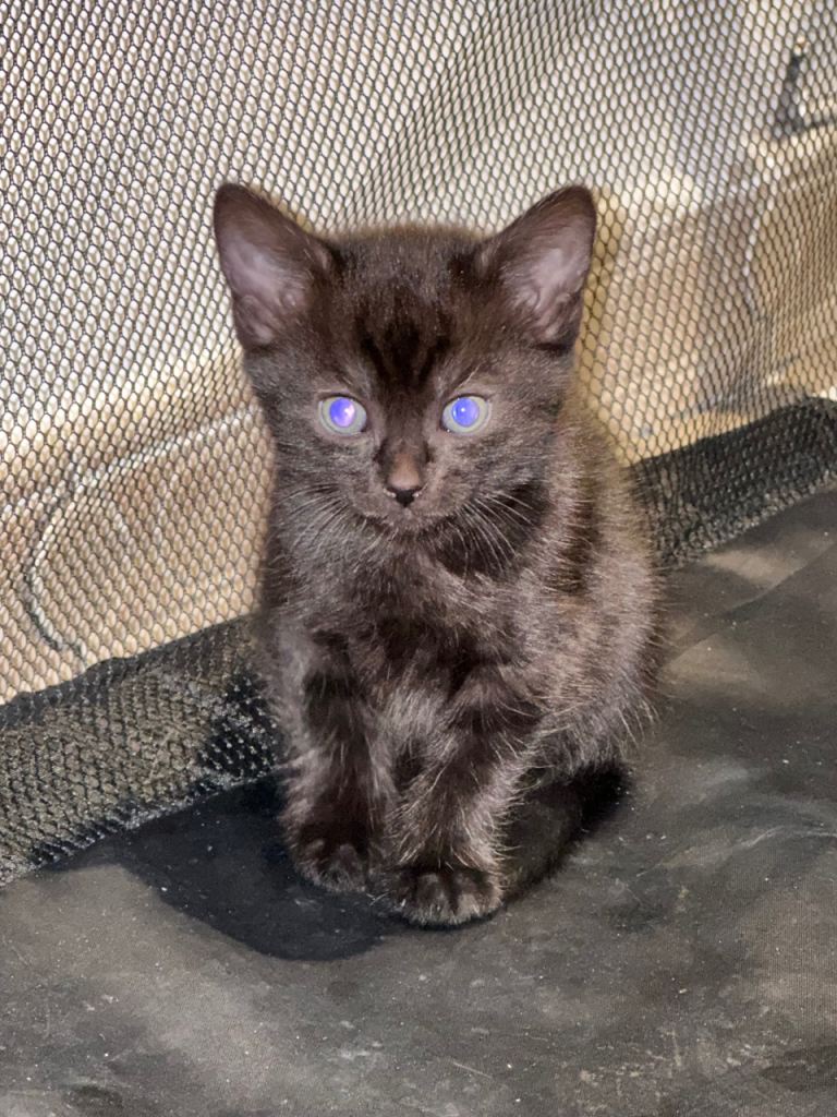 Kittens