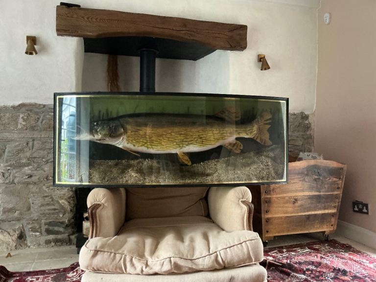Pike in glass cabinet