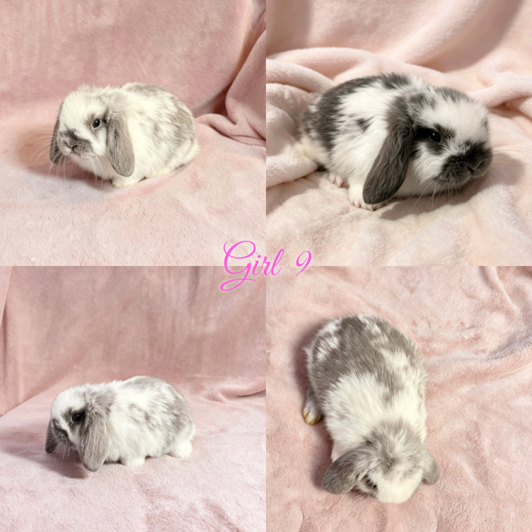 Baby Mini Lops 
