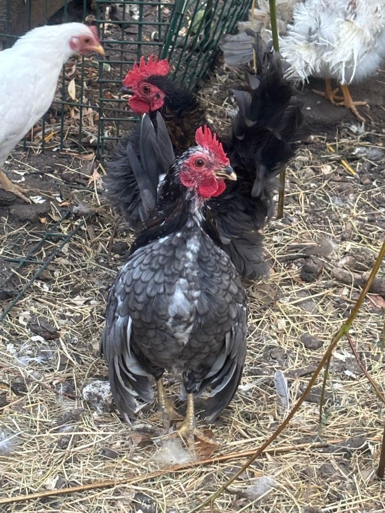 Serama bantam chickens