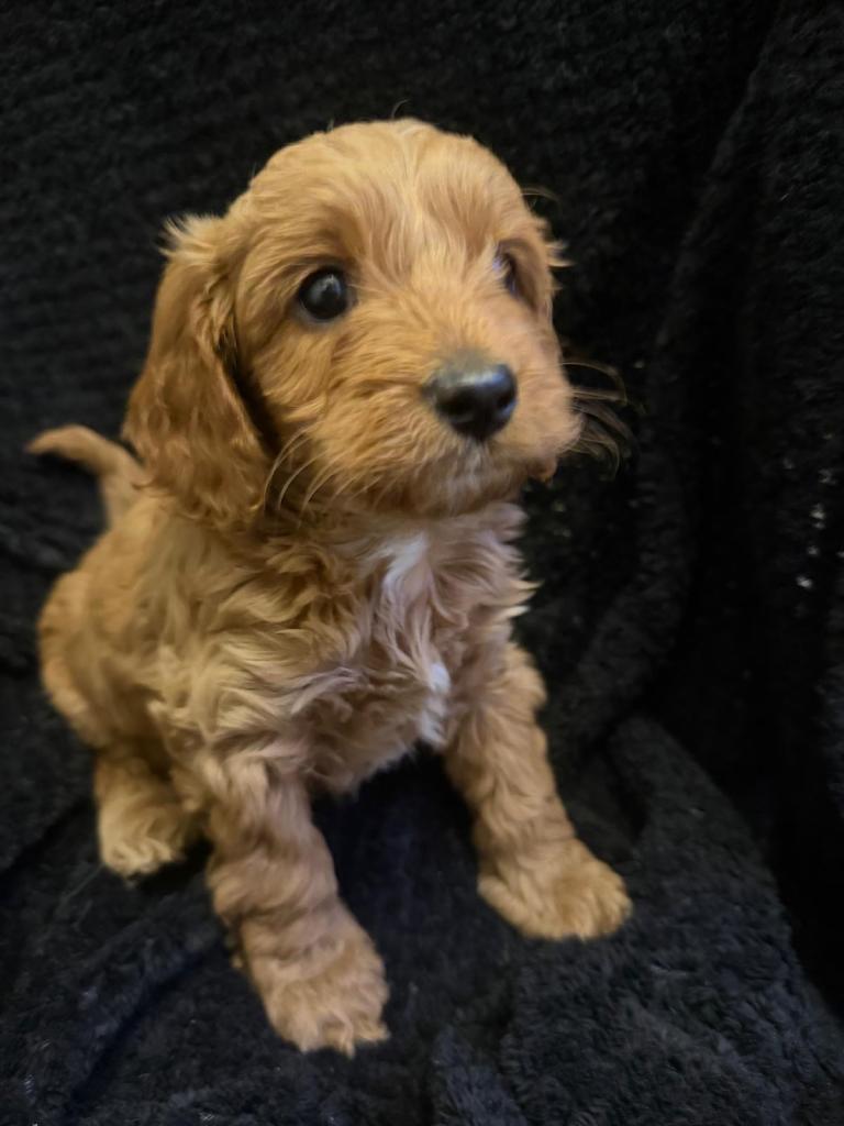  👉 Tiny Teddy Toy Cavapoos F1B🐶 Home Raised