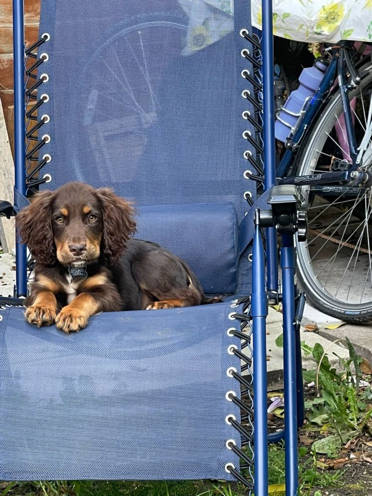 Cocker spaniel puppy