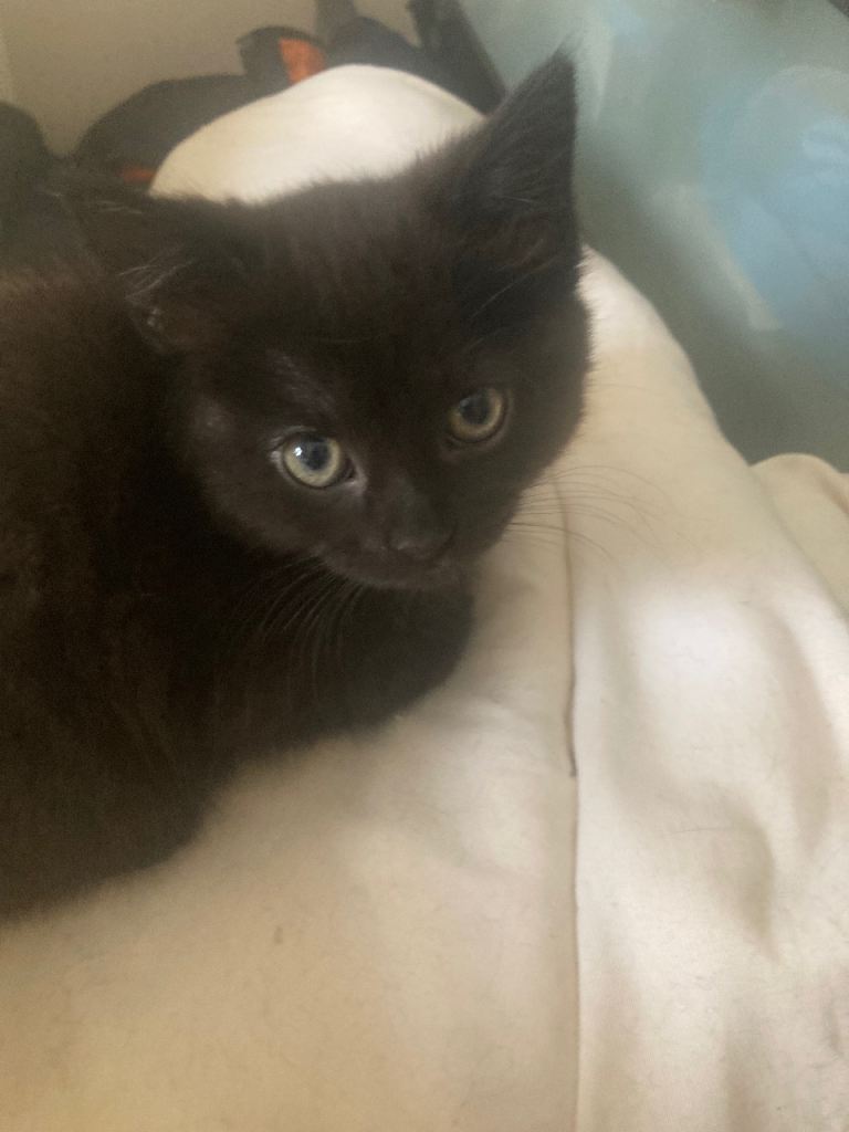 Kittens