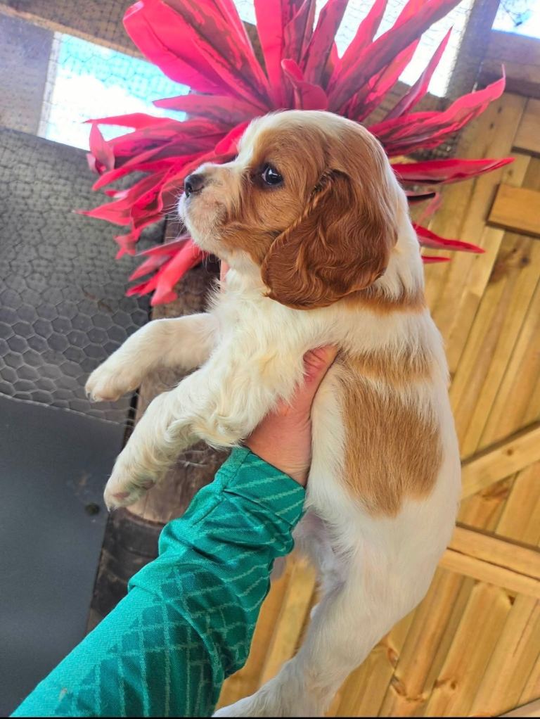  Cavalier x cocker spaniel puppies