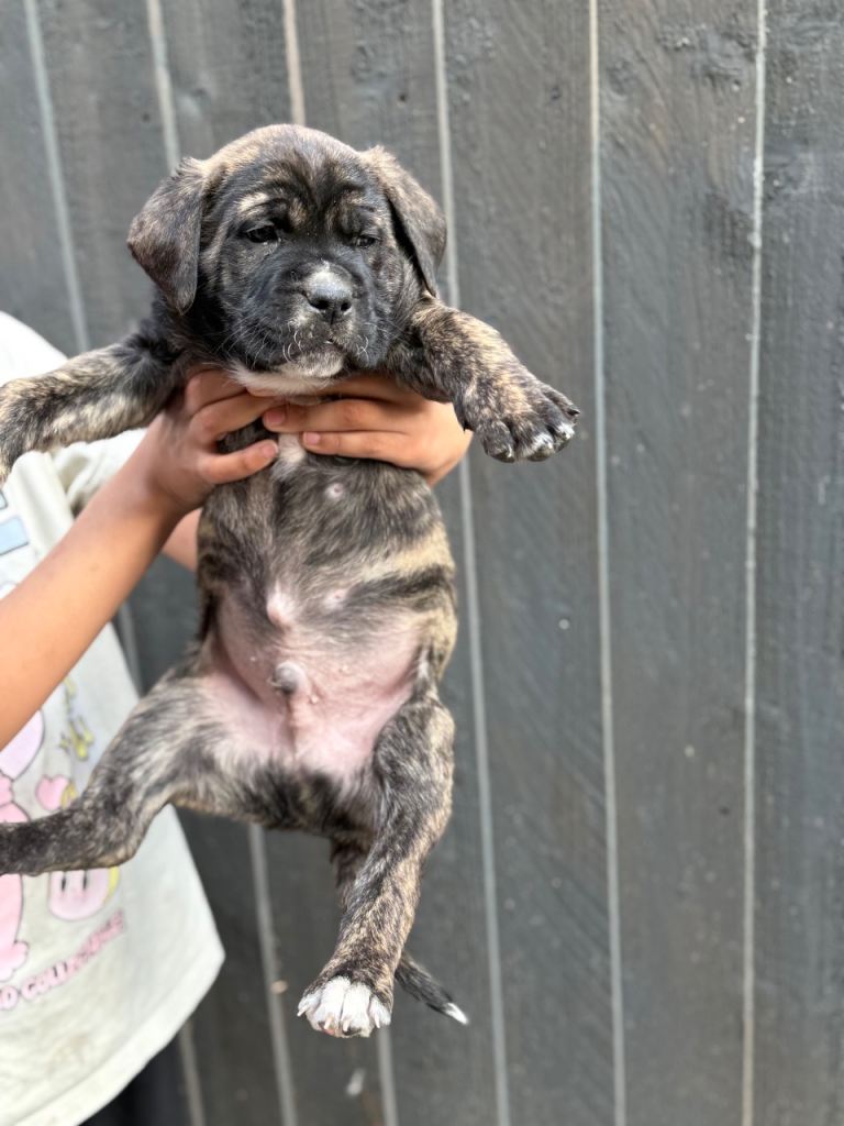 🏆 Champion Blood elite presa Canario pups!!