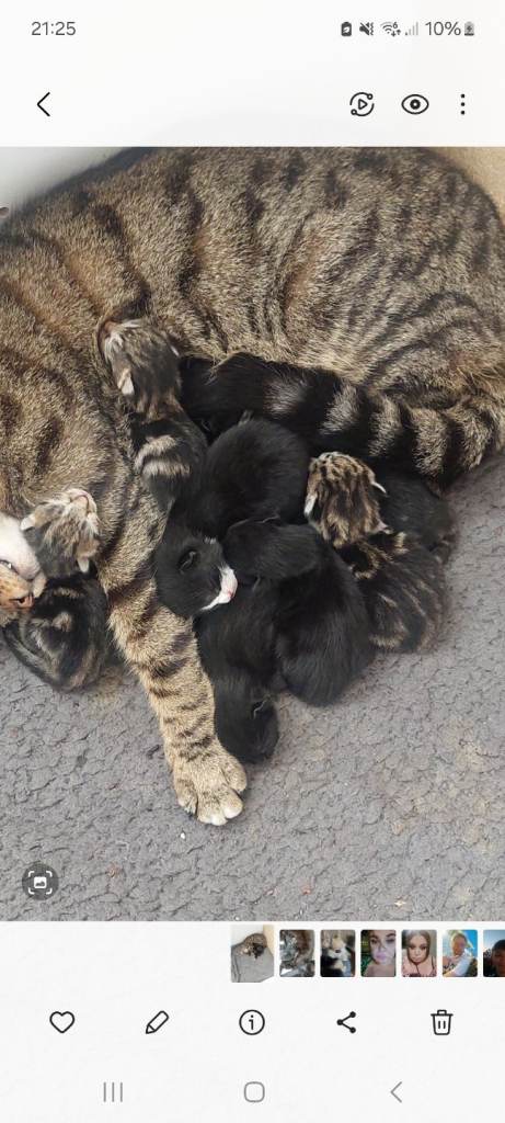 Kittens for sale 