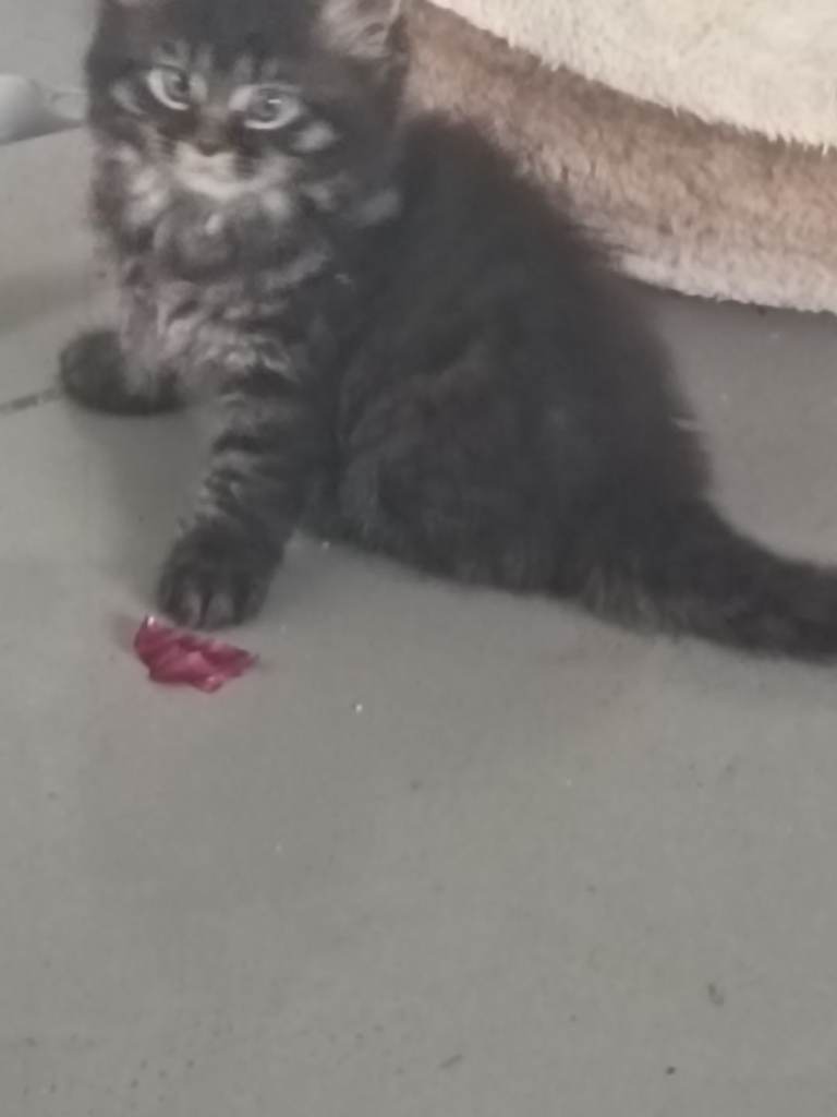 Fluffy long hair male kitten 
