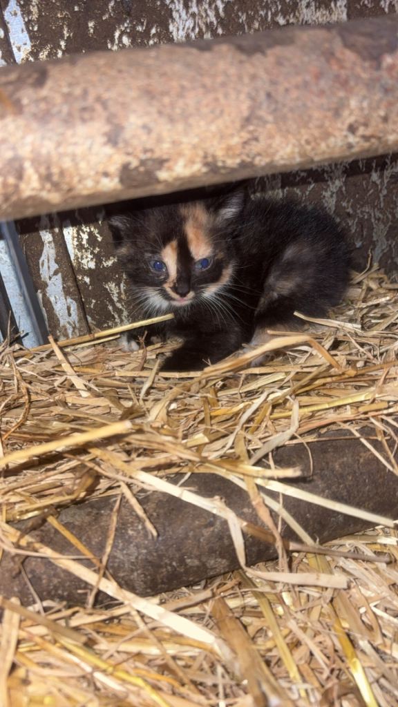 Kittens for sale 