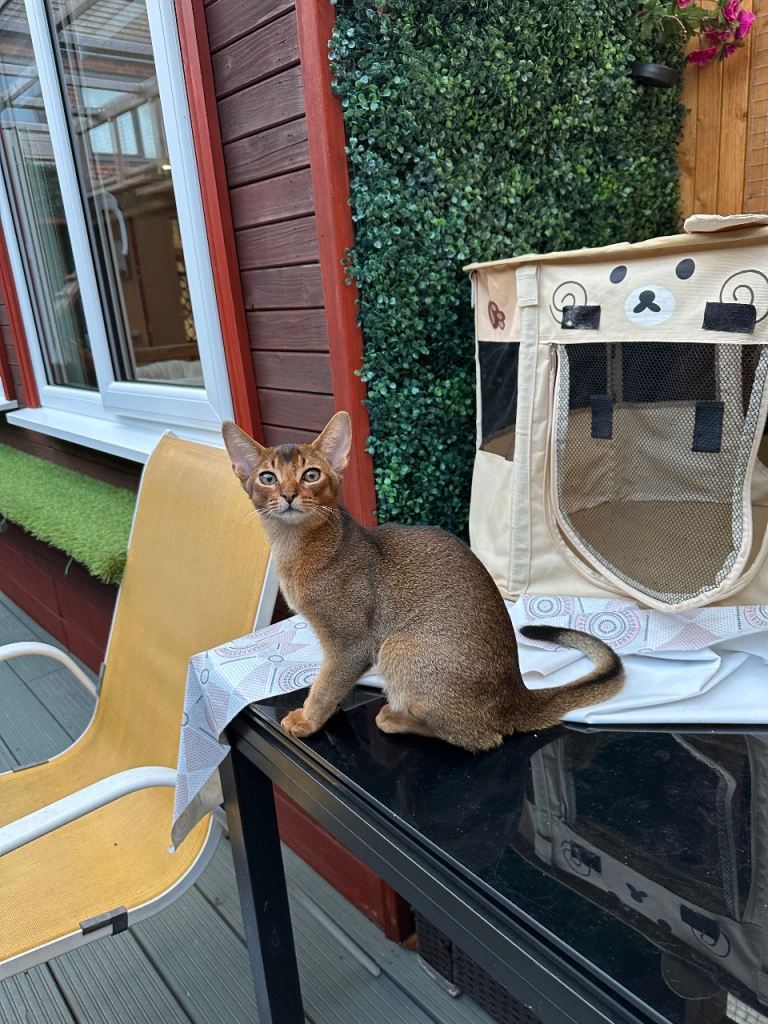 Abyssinian kittens ready to go🌟