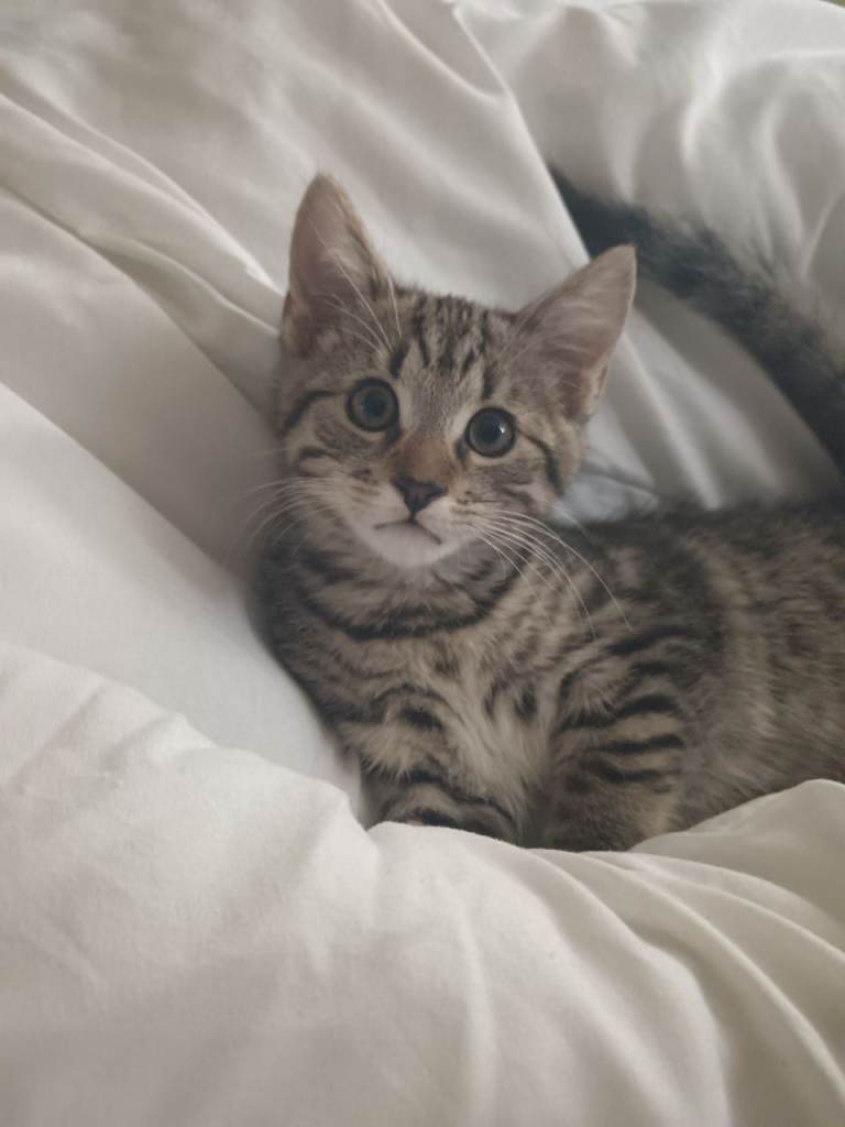 Sokoke Kittens
