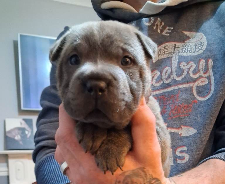 Blue staffy x sharpei 