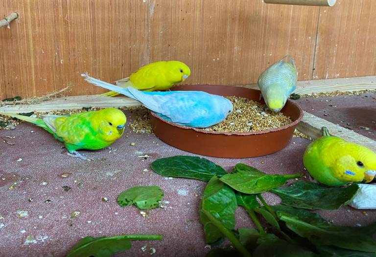 Quality Baby Budgies for sale 