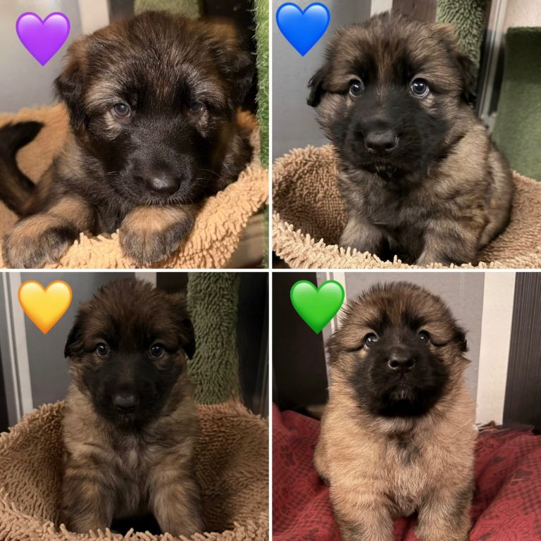 🐶🐶LAST REMAINING German Shepherd Puppy🐶🐶