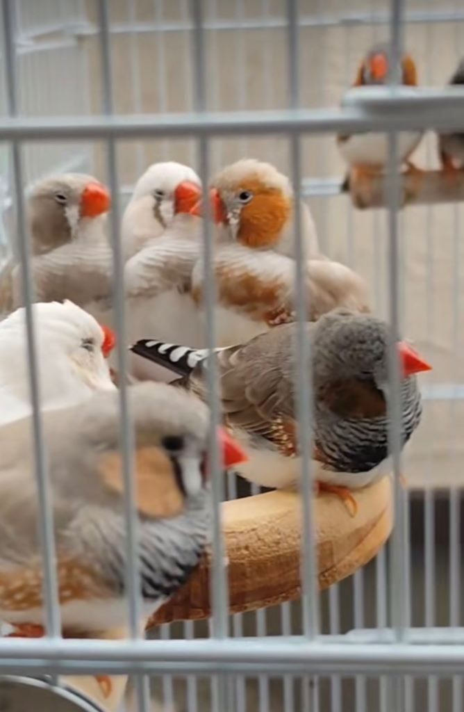 Lovely zebra finches finch birds 