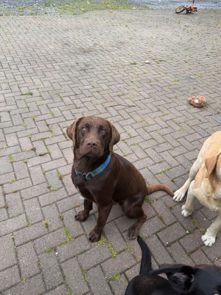Chocolate Brown Labrador 