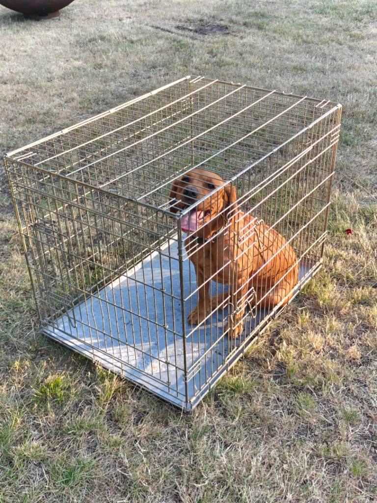 Dog crate / cage / transport box medium large