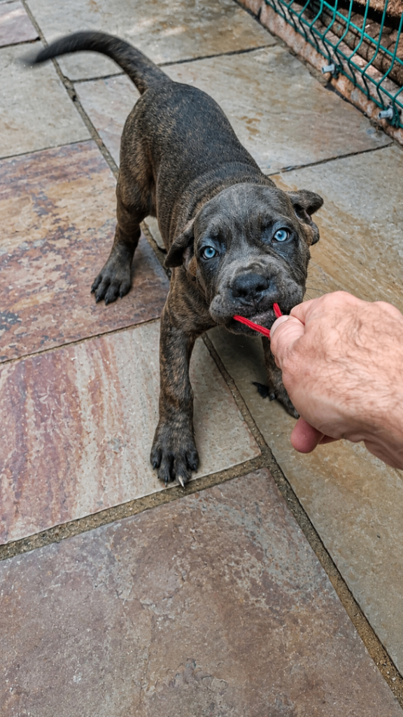 ICCF pedigree Cane corso puppies