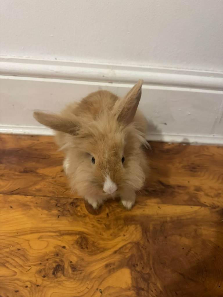 Rabbit