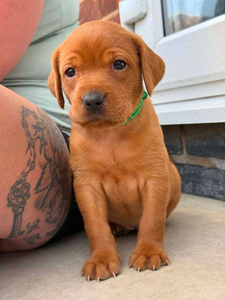 Beautiful KC Registered Fox Red Labrador puppies