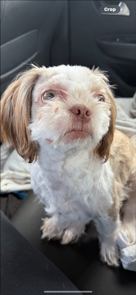 Male Shih Tzu Urent home needed asap 