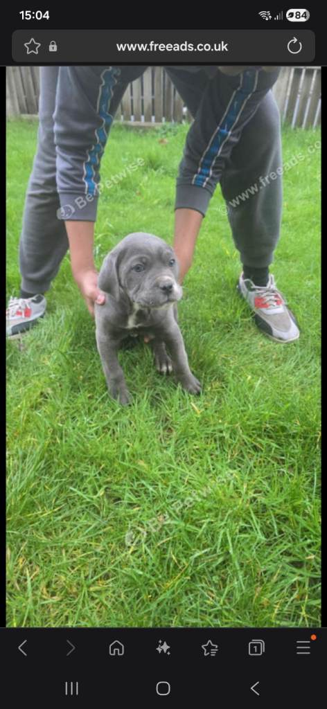 CANE CORSO PUPPY FEMALE