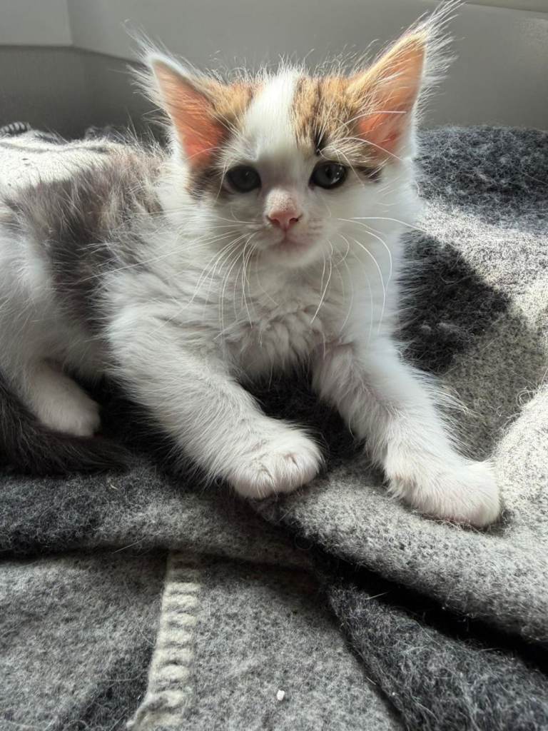 Ragdoll X kittens Ready to leave Now