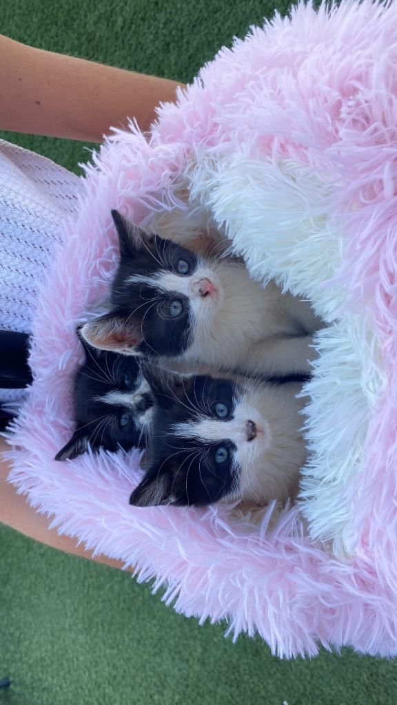 Cute baby kittens for sale 