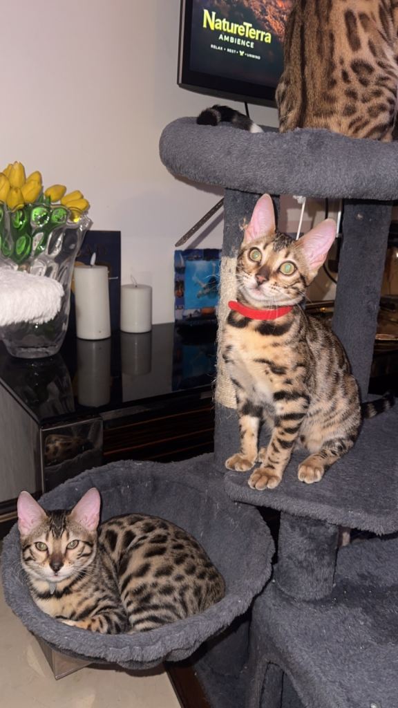 Bengal Kittens London
