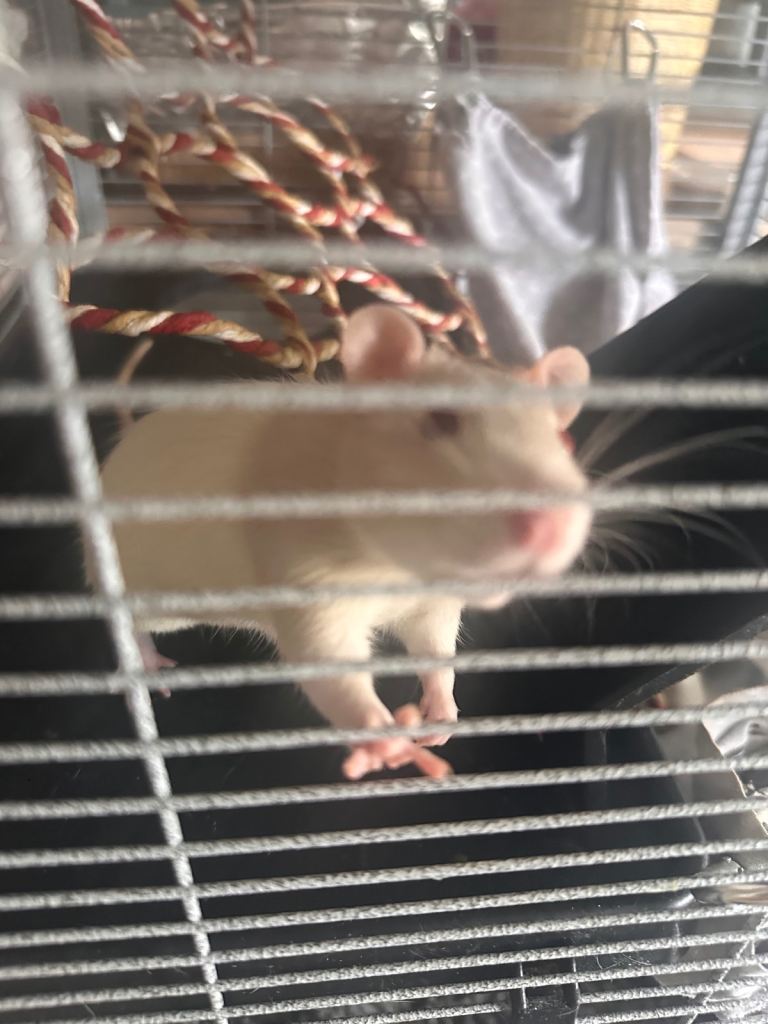 🐭 2 Beautiful Fancy Rats for Sale 🐭  