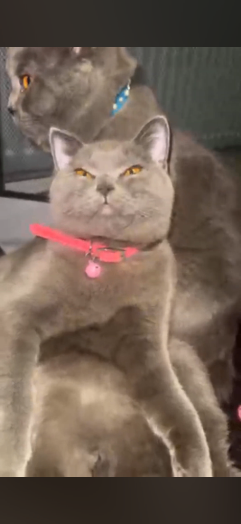 Cat British shorthair Pure pedigree British short hair from 5 generation British 