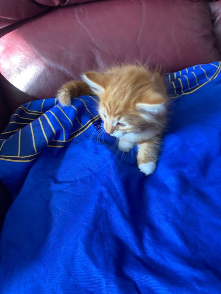 Kittens 
