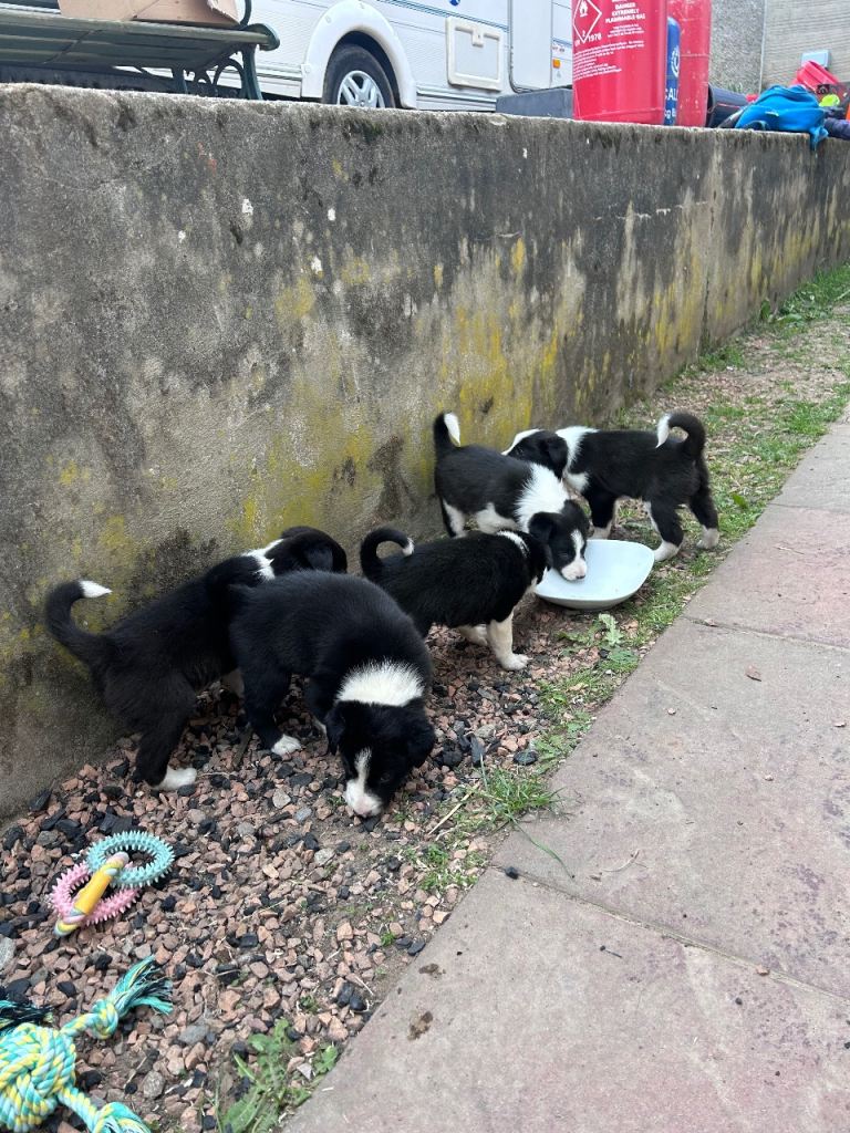 Border Collie Puppies