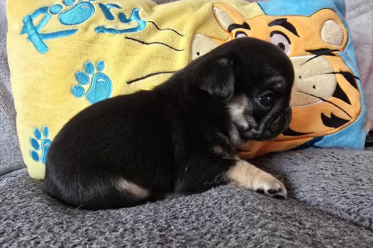Pug puppies